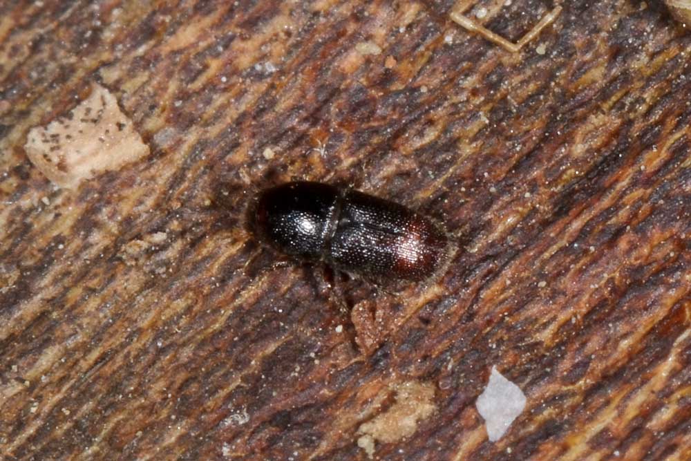 Scolytus sp.  (Scolytidae)